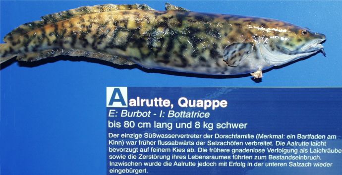 ../Images/004 Aalrutte 11022004.jpg